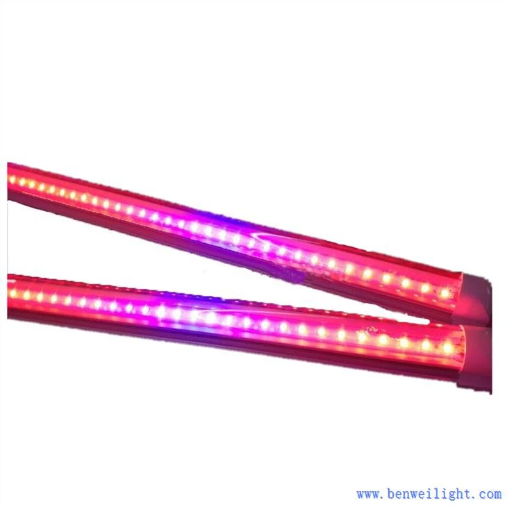 Kas mis tahes valgust saab kasutada kasvuvalgusena