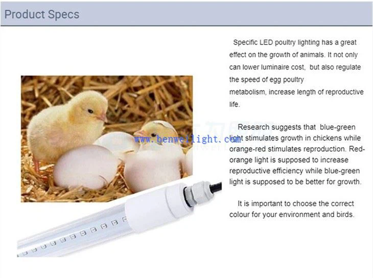 Tundide kaupa valgust kanade munemiseks